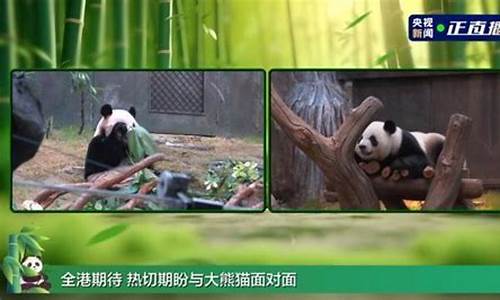 新一对赠送熊猫正式与公众见面 现场热度爆表